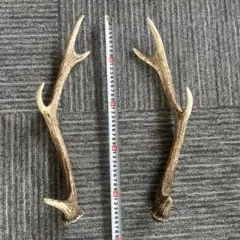 鹿（ニホンジカ）の角 3本セット 約55cm - メルカリ