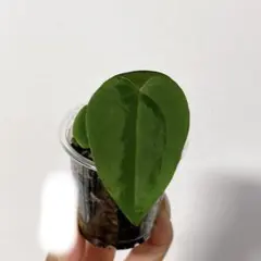 2026年最新】anthurium kosの人気アイテム - メルカリ