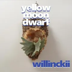 P. Willinckii Yellow Moon Dwarf 