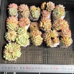 Top【選抜株】多肉植物 25882シー キング 25個 鉢無し/脱土 - メルカリ