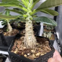 ウィンゾリー 屋内管理 鉢ごと② ウィンゾリー 屋内管理 鉢ごと① - メルカリ