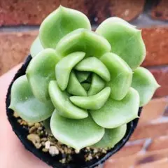 茶々丸様 リクエスト 2点 まとめ商品