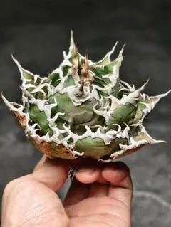 milky様 リクエスト 2点 まとめ商品