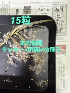 2026年最新】パキポディウム タッキーの人気アイテム - メルカリ