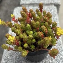 多肉植物 紅葉セダム 抜き苗 2ポット オカタイトゴメ モリムラ