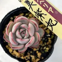 2026年最新】美紫妃の人気アイテム - メルカリ