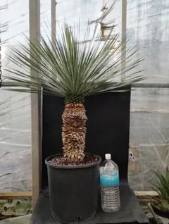 特選株　特選ブルー【ユッカ ロストラータ】リギダ トンプソニアーナ 好きに5 PlantsArrival information: ユッカ・リギダ size12 ユッカ