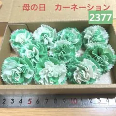 ソラフラワー　2377