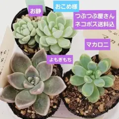 おこめ様 リクエスト 2点 まとめ商品