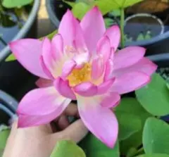 蓮の種レンコン　花蓮苗　蓮根 園芸ネット本店｜[送料無料]ハス栽培キット：れんこんものがたり 2個