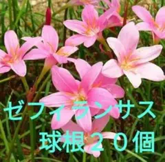 ゼフィランサス/ピンク/タマスダレ/玉すだれ/球根20球 (20本 20株)花苗のサムネイル