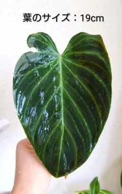 2026年最新】その他観葉植物の人気アイテム - メルカリ
