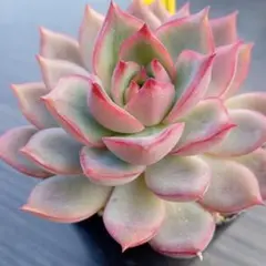 しろすずめ様 リクエスト 4点 まとめ商品