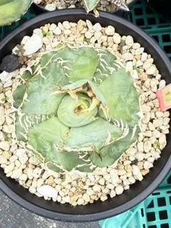 アガベ チタノタ フィリグリー Agave titanota Filigreeのサムネイル