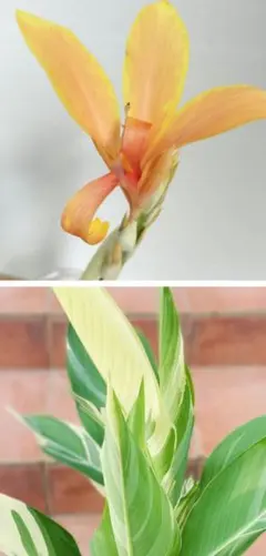 2025年最新】カンナ シュトゥットガルト 苗の人気アイテム