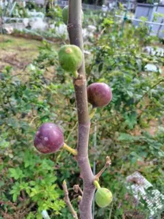 2025年最新】golden riversideの人気アイテム - メルカリ