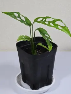 【希少植物】 モンステラ オブリクア ムユナ トワ 観葉植物【モンステラ オブリクア ムユナ トワ2