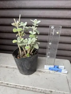 C 多肉植物 クラッスラ デルトイデア タンクアカルー 抜き苗 カット苗