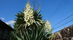 2025年最新】グロリオサ ユッカの人気アイテム - メルカリ