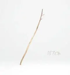 カントリー風 自然流木187cm　梱包・発送たのメル便　カフェ風　田舎風　自然