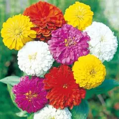 アスター　ダリア咲百日草　混合　花の種
