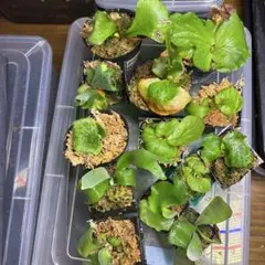 Yellow Moon dwarf Totoroなどビカクシダ胞子培養株35種 - メルカリ
