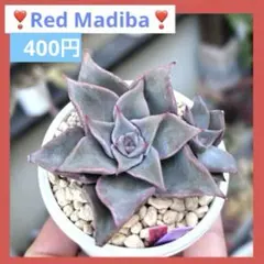 多肉植物　韓国苗　レッドマディバ　発根済み 多肉植物 韓国苗 レッドマディバ 発根済み - メルカリ