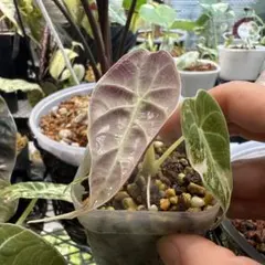 2025年最新】アロカシア 斑入り ピンクの人気アイテム - メルカリ