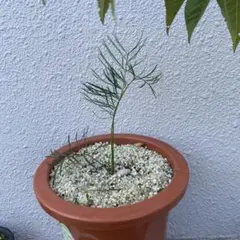 マクロザミア ステノメラ Macrozamia stenomera Macrozamia stenomera マクロザミア ステノメラ 2024ミショウ