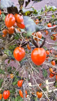 ローヤ柿・黄龍（正木苗）老鴉柿・老爺柿・ロウヤガキ ローヤ柿・黄龍（正木苗）老鴉柿・老爺柿・ロウヤガキ