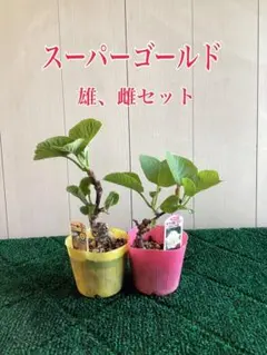 キウイフルーツ　雄、雌セット　果樹苗木　果実苗木　果樹苗　果実苗　実　1