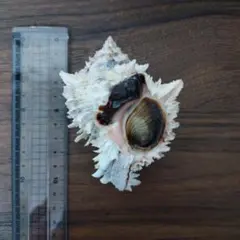 2026年最新】ガンゼキボラの人気アイテム - メルカリ