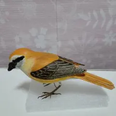 バードカービング　木彫り　野鳥　アカモズ