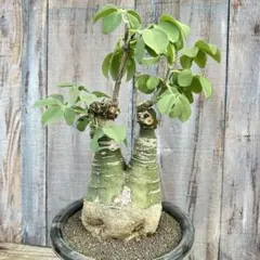 2025年最新】アデニア グラウカの人気アイテム - メルカリ