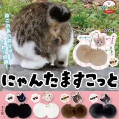 にゃんたますこっと全5種