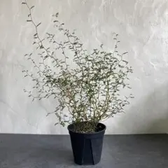 観葉植物 ミクロ ソフォラ 天然苔 盆栽仕立て 陶器鉢 植え込み発送