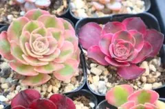多肉植物 アエオニウム 4点セット - メルカリ