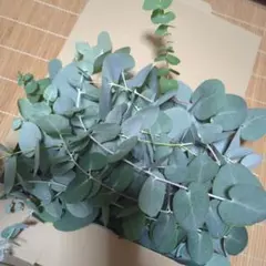 ユーカリ ポポラス 生花 切り花
