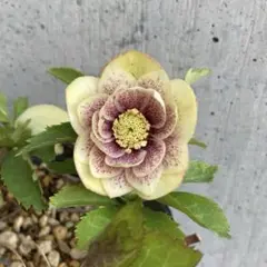 2025年最新】加藤農園クリスマスローズの人気アイテム - メルカリ