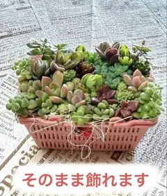 多肉植物　ちまちま寄せ植え　そのまま飾れます♪手のひらサイズ