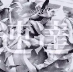 サービス品【匿名配送】④サイズ大　アガベ　姫厳竜錦　覆輪斑　TC 子株付 アガベ チタノタ 姫厳竜 子株付き / Agave titanota 'Dwarf' #14