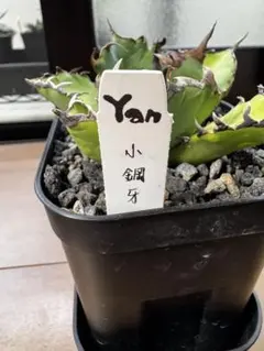 92 希少 多肉植物 YANアガベ チタノタ 千手観音 厳選子株 - メルカリ