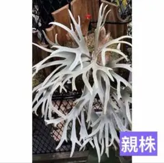 ツ*な様 P.dwarf Yellow Moon hillii Dragon - メルカリ