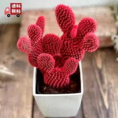 ひーちやん様 リクエスト 4点 まとめ商品