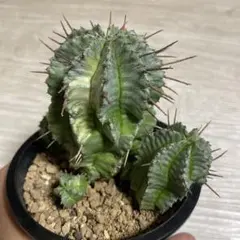 ◆オークション　ホリダ錦　ユーフォルビア　サボテン　多肉植物 2025年最新】ユーフォルビア ホリダ錦の人気アイテム - メルカリ