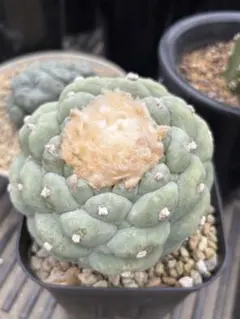 2025年最新】疣銀冠の人気アイテム - メルカリ