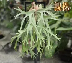 格好良くて育てやすい ビフルカッムcv.オールド 希少株原種 - メルカリ