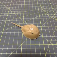 走るカブトガニ