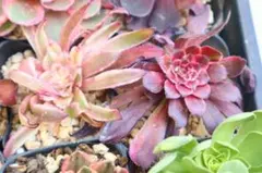 66 #観葉植物ア工オニウム錦❤️レッド富士❤️青花瓷❤️1大頭2小頭