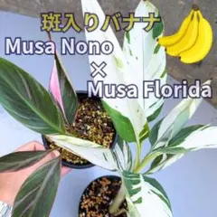 2026年最新】ムサフロリダの人気アイテム - メルカリ